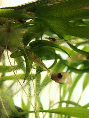浮き草とミナミヌマエビ