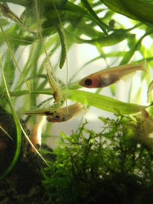浮き草とミナミヌマエビ
