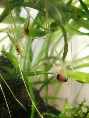 浮き草とミナミヌマエビ
