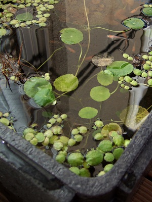 黒発砲容器で越冬するメダカ達