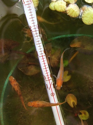 冬のミニビオトープの水温