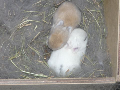たからベビー