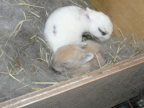 たからベビー