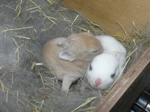 たからベビー