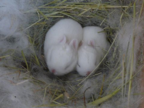 愛鈴ベビー