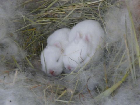 愛鈴ベビー