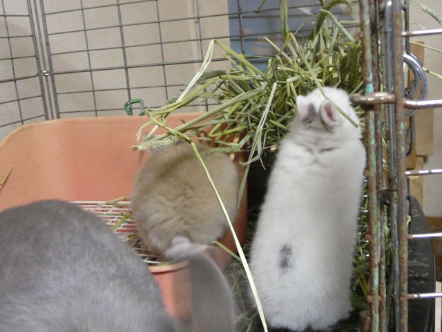 たからベビー
