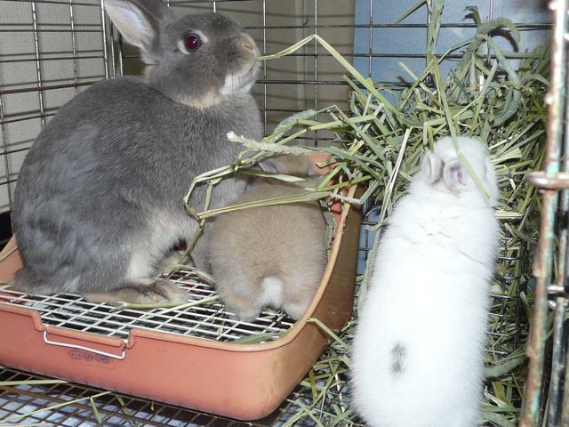 たからベビー