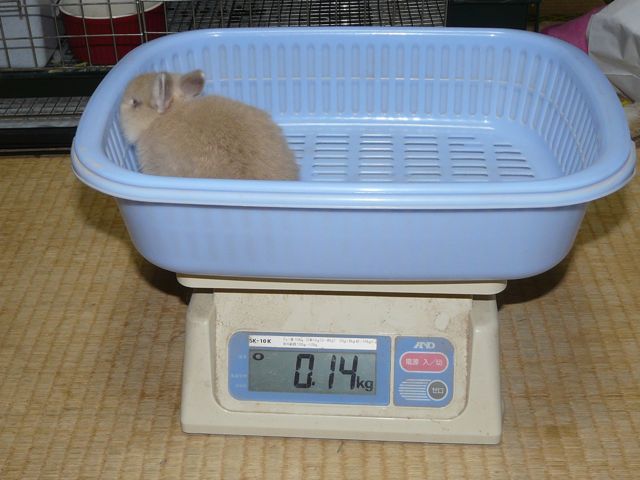 たからベビー