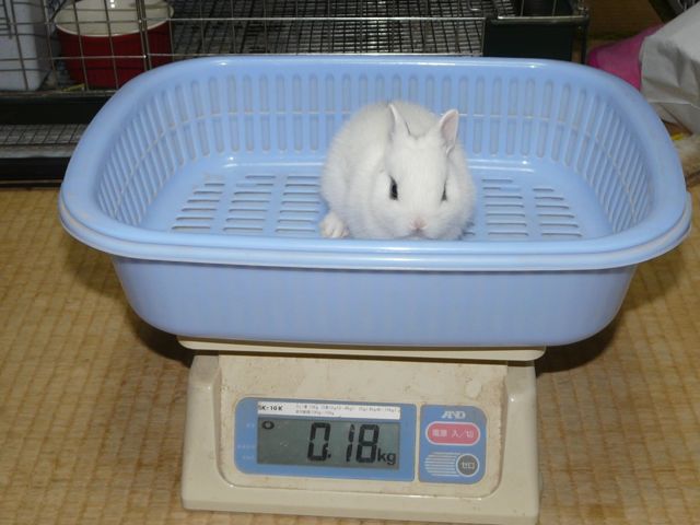 たからベビー