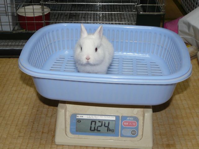 愛鈴ベビー