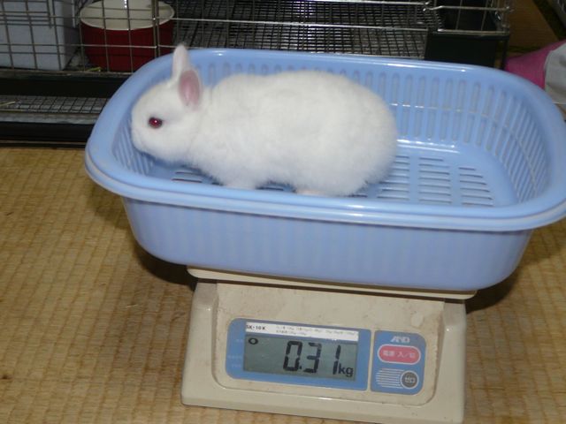 愛鈴ベビー
