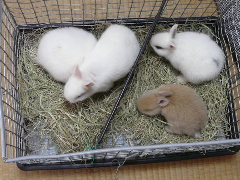 ベビー