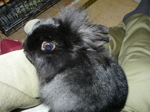 ラブ