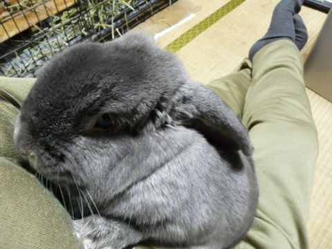 聖良