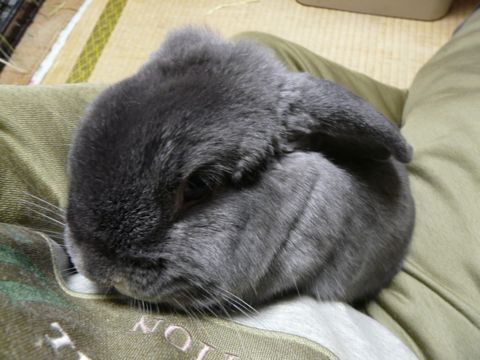 聖良