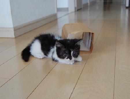 ちびうしくん