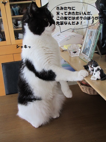かぐらざかさん1