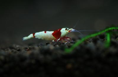 IMG_0006.jpg
