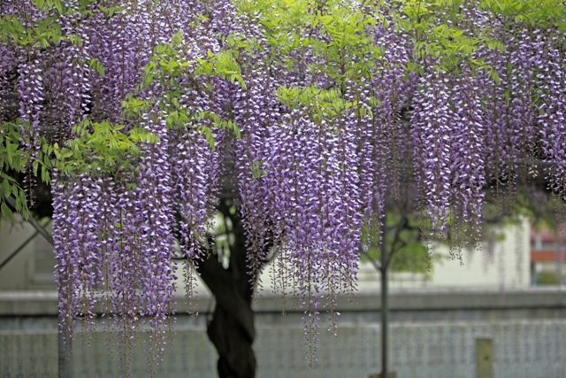 長福寺の藤