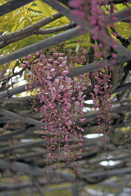 長福寺の藤 (1)