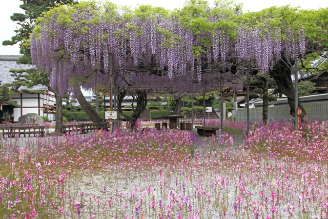 長福寺の藤 (2)