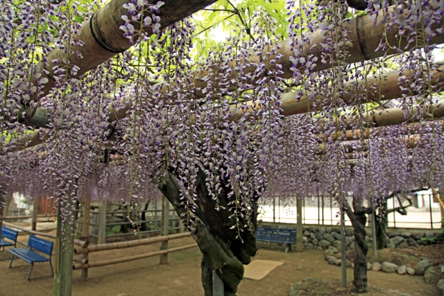 禎祥寺の藤