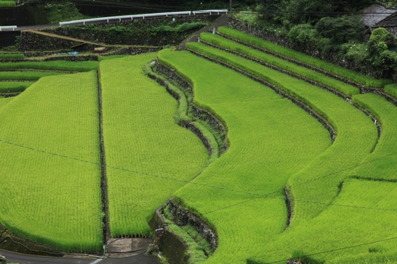 貝の川棚田 (1)