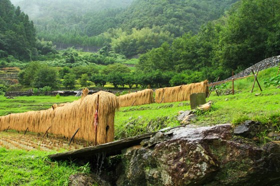 田穂の棚田