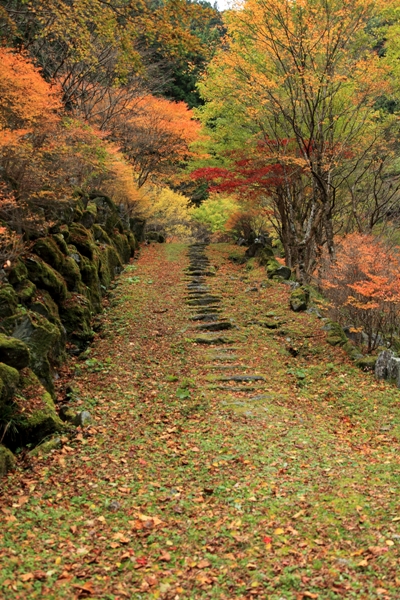 安居渓谷の紅葉 撮り歩き なんよ