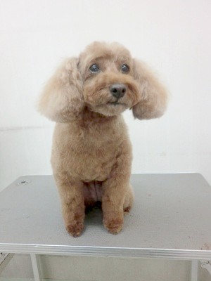 ナナちゃん-5 千林商店街の犬の美容室