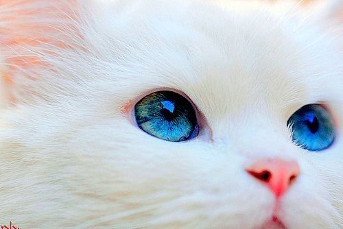 名誉ある 特許 チャーミング かっこいい 猫 画像 Espaisalut Net