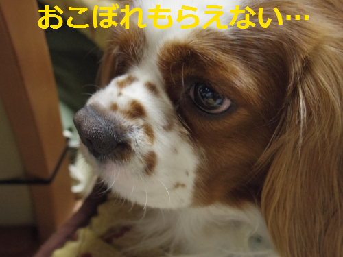 IMGP0617.png