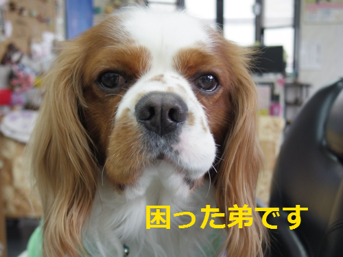 IMGP0644.png