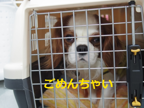 IMGP0654.png