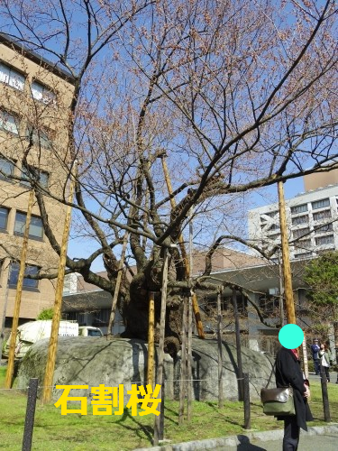 IMGP0694.png