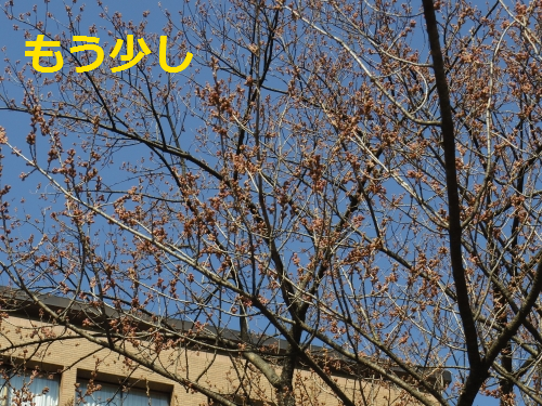 IMGP0700.png