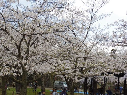 IMGP0719.jpg