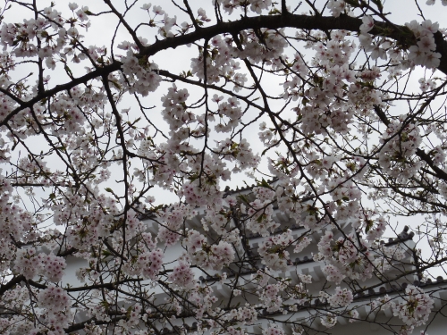 IMGP0721.jpg