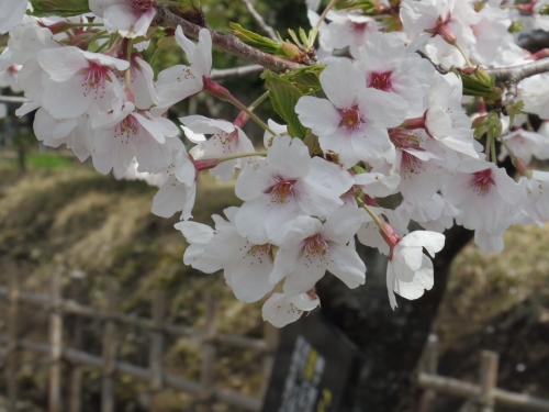 IMGP0747.jpg