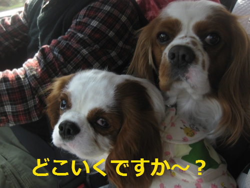 IMG_4196.png