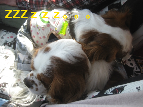 IMG_4197.png