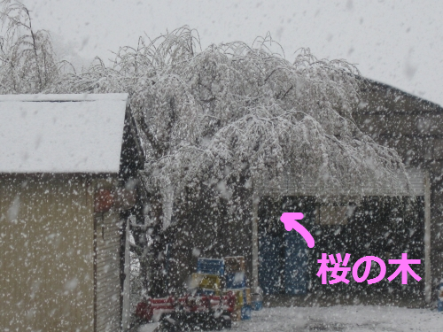 IMG_4270.png