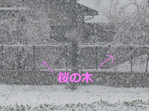 IMG_4271.png