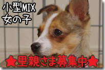 杏ちゃんの里親さま募集中