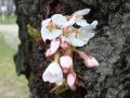 DSC050701.jpg