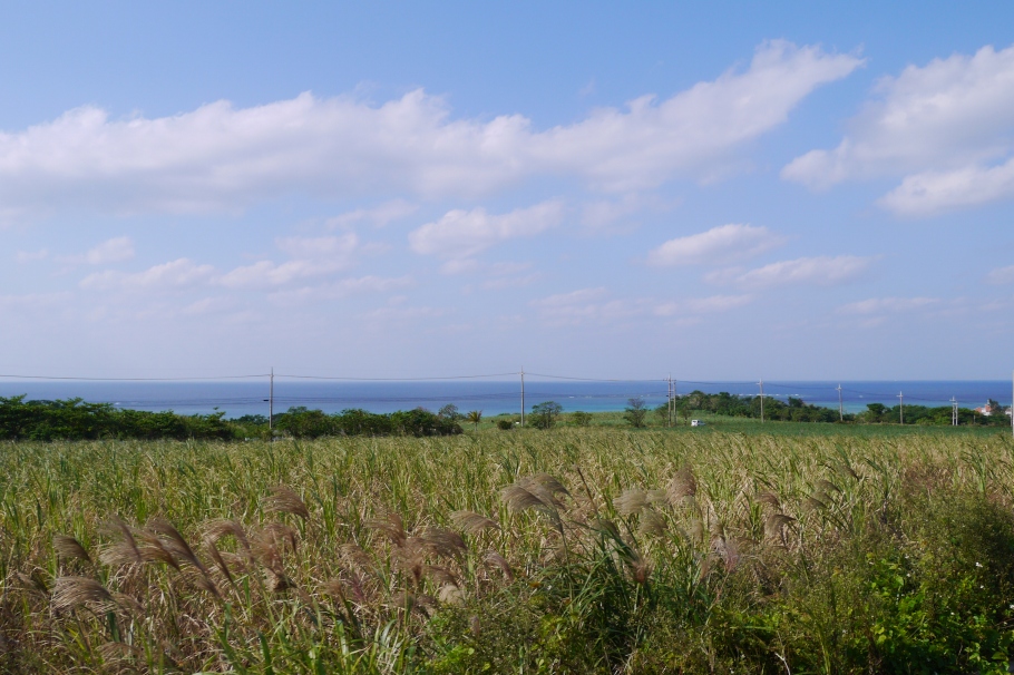 P1000107.jpg