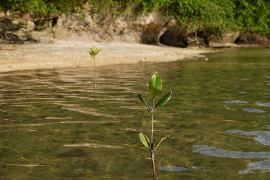 P1000165.jpg