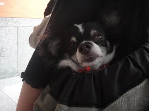 ダイナ