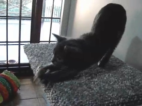 蝶と戯れる?子猫達動画(コラット:英)